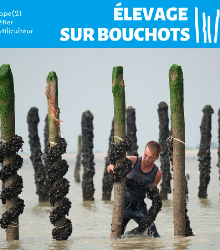 Mytiliculture - Moules sur bouchots