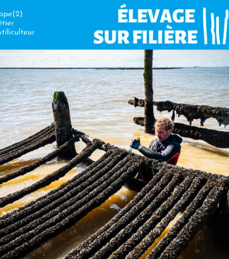 Mytiliculture - Élevage de moules sur filière