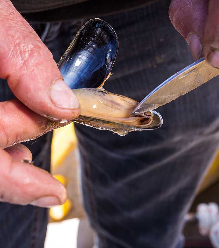 Devenir Mytiliculteur Mytilicultrice en Charente Maritime | CRC Comité Régional de la conchyliculture 17