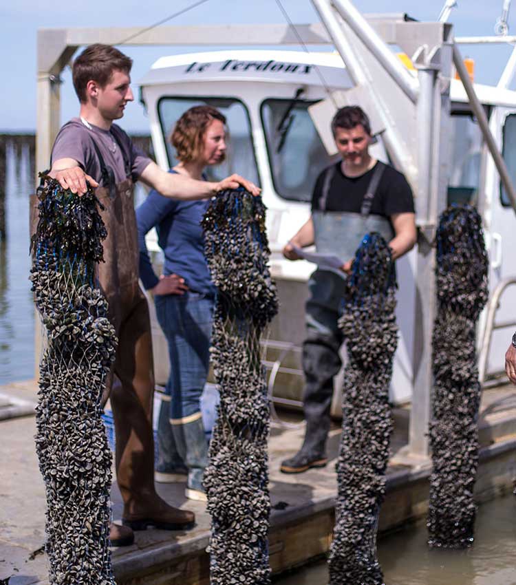 Devenir Mytiliculteur Mytilicultrice en Charente Maritime | CRC Comité Régional de la conchyliculture 17