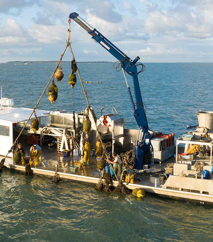 Devenir Mytiliculteur Mytilicultrice en Charente Maritime | CRC Comité Régional de la conchyliculture 17